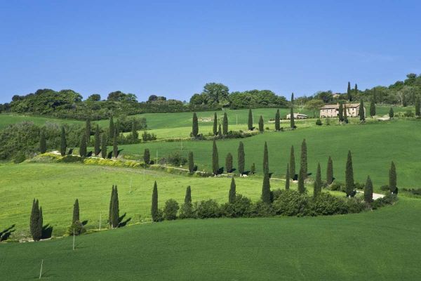 Italy, Tuscany Cypress trees line road to villa